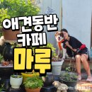 애견# | 포항 송도 애견동반카페 마루 내돈내산 후기