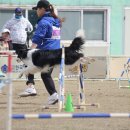 도그,위브 이미지