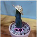 더올림학원 | 부산진구부암동영어학원 더올림영어학원에서의 값진 경험