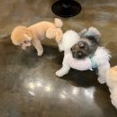 안양애견 이미지