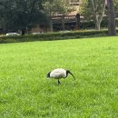 두광마트 | 퇴사하고 시드니로 튄 후기-1