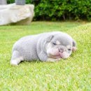 J&L 희귀모색 프렌치불독 이미지