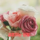 피어리대구결혼정보회사 이미지