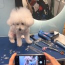 개르띠에 이미지