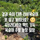 신비복숭아 5kg 수확 팩트 후기: 제철 맞은 원주 호저 밭 아기랑 체험 나들이