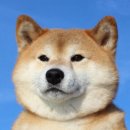한미식당 네이버블로그