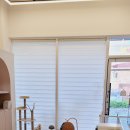 나비야 cat 이미지