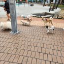 댕댕타임 이미지