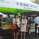 열우물새싹인삼 이미지