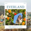 김밥축제 | 에버랜드 튤립축제 지금 가도 될까? 개화현황 + 김밥축제 솔직 후기