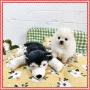 마마스미독 강아지분양 인천점 이미지