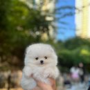 청주강아지분양 애견입양 애견미용 바른펫 | 청주강아지분양 바른펫, 반려견과 함께하는 행복한 일상을 위한 프리미엄 애견샵