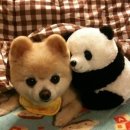 선녀와 강아지 이미지