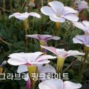 그라핑크