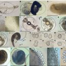 해산어의 와편모충 Amyloodinium ocellatum과 Ichthyodinium chabelardi 이미지