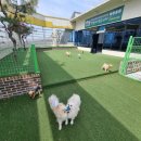 멍멍아학교가자 (대곡점) 이미지