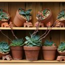 생활원예(주간) 이미지