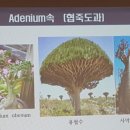 보은아지매 이미지