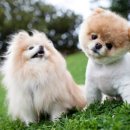 좋은강아지 이미지