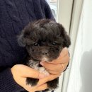 광주강아지분양 마마스미독 24시 광주봉선점 이미지