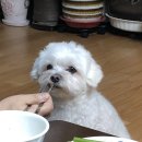 더쿠