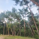 수국사와 서오릉 길은 이웃 🍀 이미지