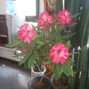 임계중앙교회 이미지