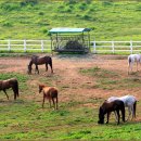 대학목장 이미지