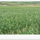 초야농장 이미지