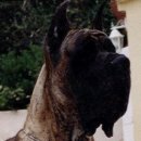 카리스마 이미지