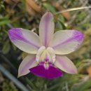 Cattleya walkeriana f.perola 'Gifu' x ' Joy Drop Picote 이미지