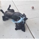 애견멀티샵 이미지