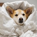 토평동물병원 이미지