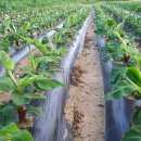 몽키바나나 이미지