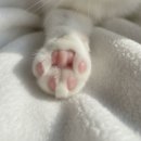 신체부위의 명칭에 대한 의문 외 | 고양이 신체부위 중 가장 매력포인트는? 집사들이 꼽은 TOP3