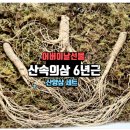 어버이날 선물로 추천하는 산속의삼 6년근 산양삼 세트 후기