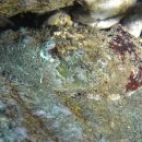 동해참전복 이미지