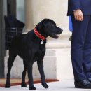 네모강아지 이미지