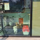 도그런살롱 이미지