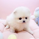 미유펫대구 강아지분양고양이분양(도그플러스동물병원) 이미지