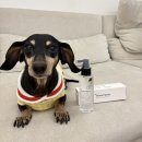 더케어벳 이미지