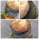 영구네농장 이미지