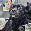 햇빛동물병원 이미지