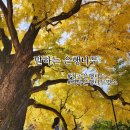 경북 단풍명소 칠곡 1000년 된 말하는은행나무 실시간 후기