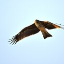 솔개 Black Kite 이미지