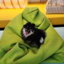 계양경기장 벨로드롬 | 비 오는 날 가기 좋은 인천 실내 애견카페 리츠펫 계양경기장점