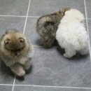 Pom생Pom사 이미지