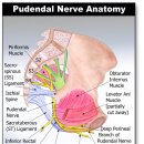 음부신경 = Pudendal Nerve 이미지