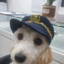 호텔펫코리아 이미지