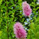 ◆(꽃과시)초원의 여왕 - 꼬리조팝나무 이미지
